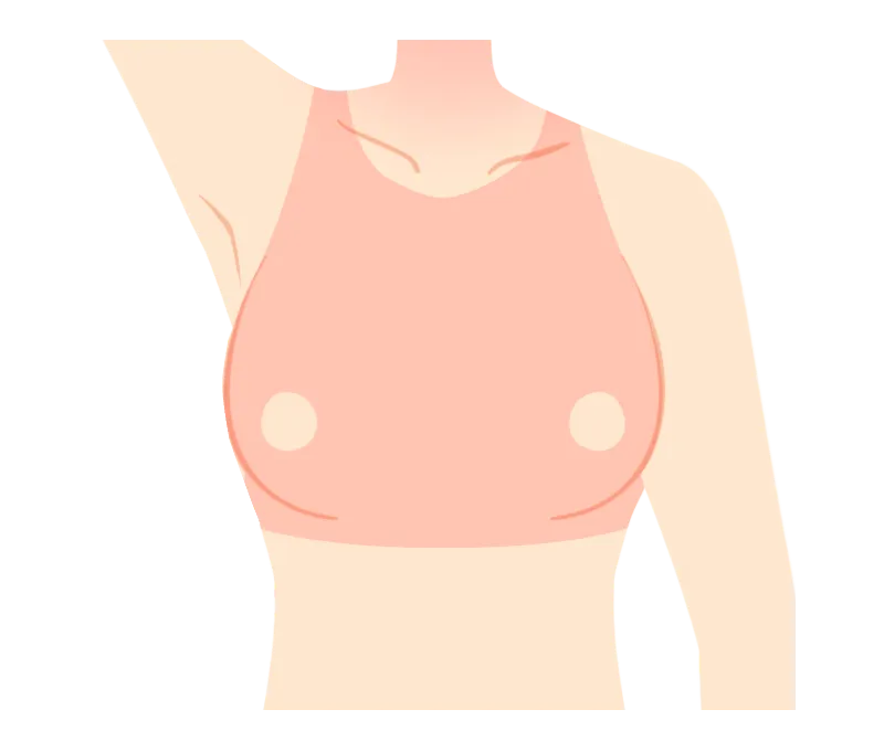 イラスト：胸
